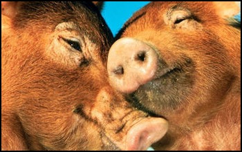 Pigs cuddling face to face